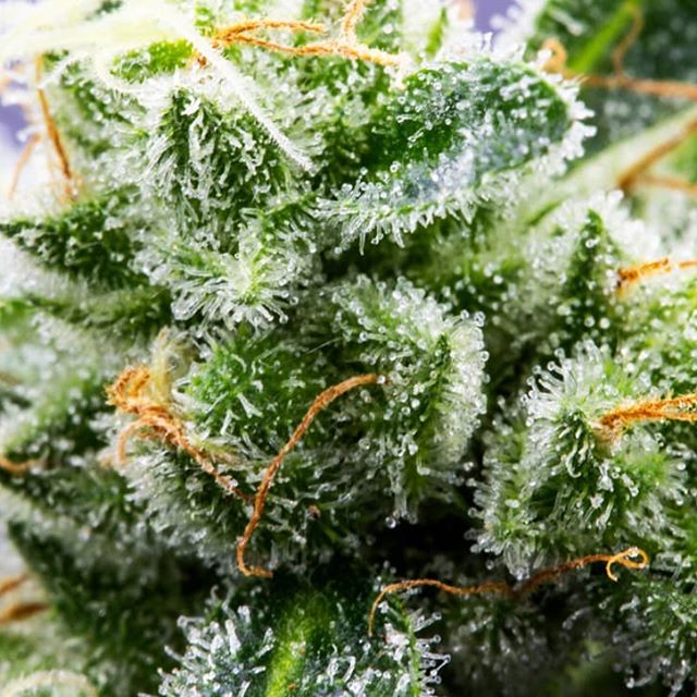 Urban Dispensary Website