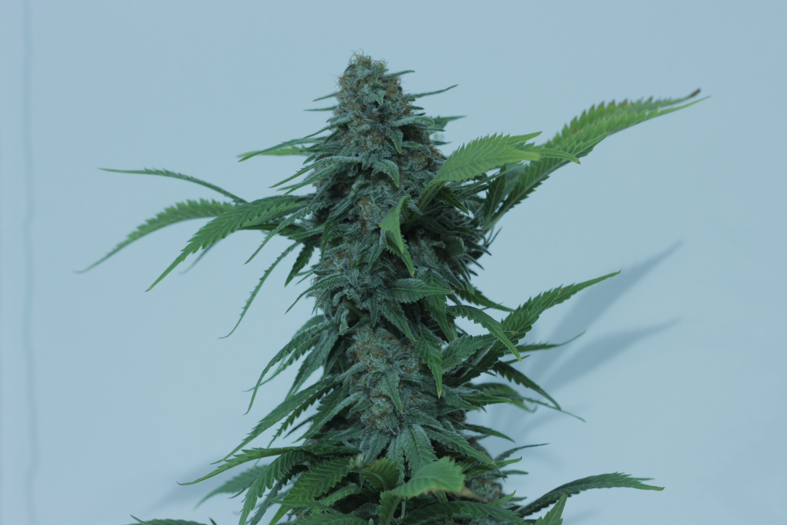 Maine Cannabis Exchange Website