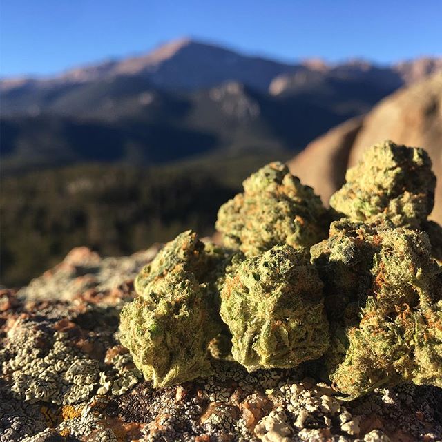 Herbal Healing Website