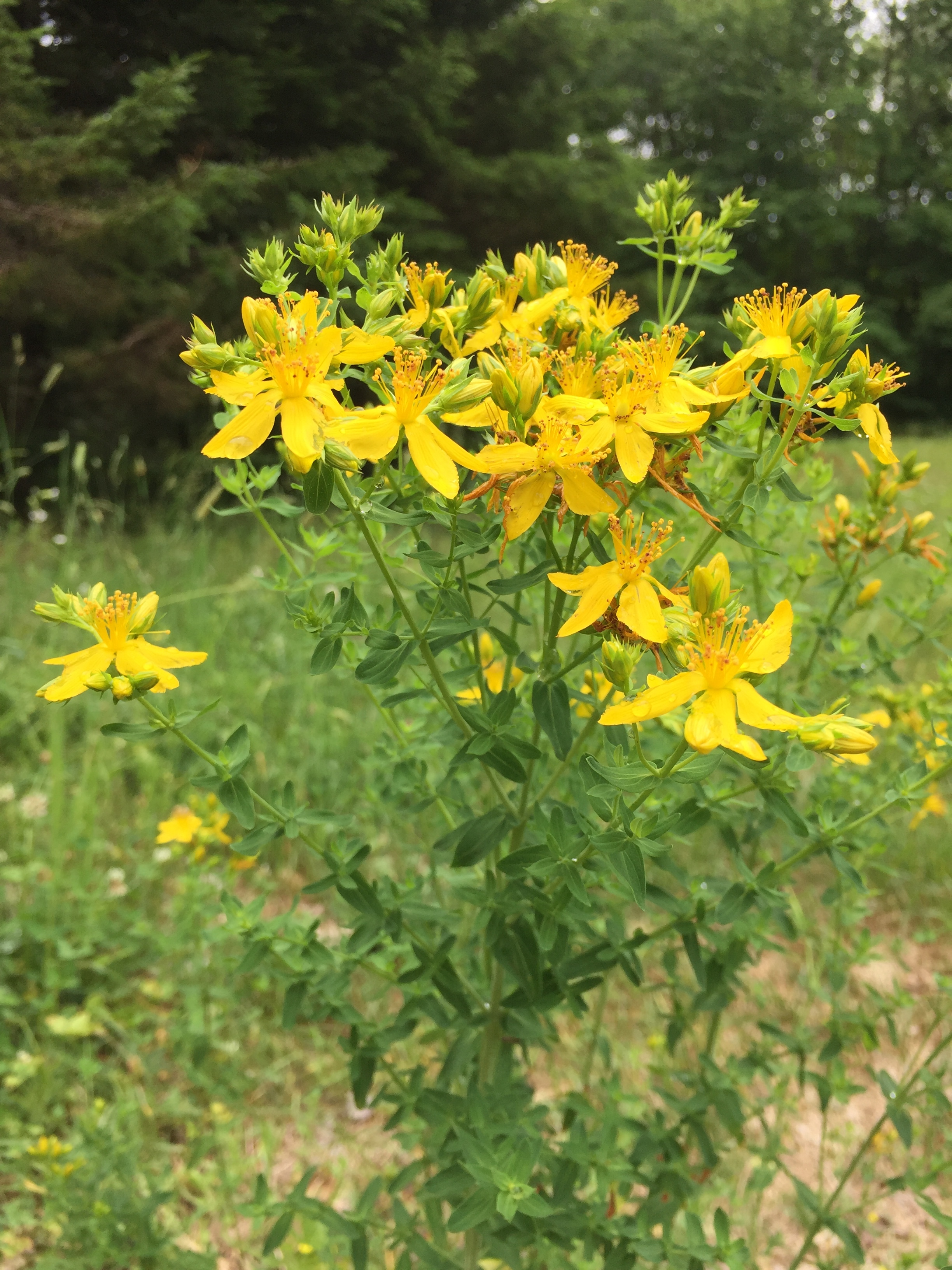 Seed Sound Herbal Apothecary Website