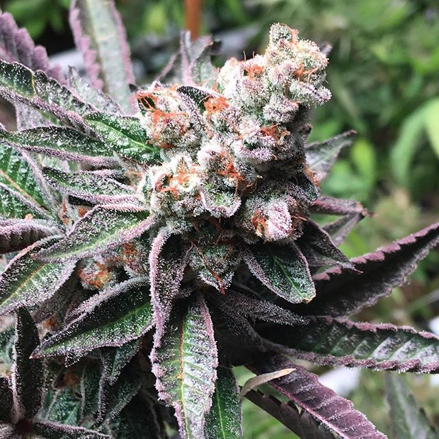 Lovelight Medicinals Website