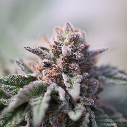 Green Pharms Dispensary Flagstaff Website