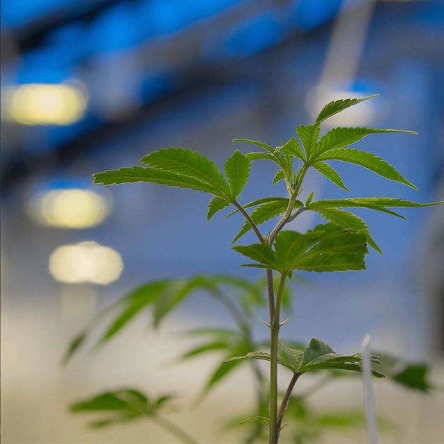 Apothca - Arlington Website