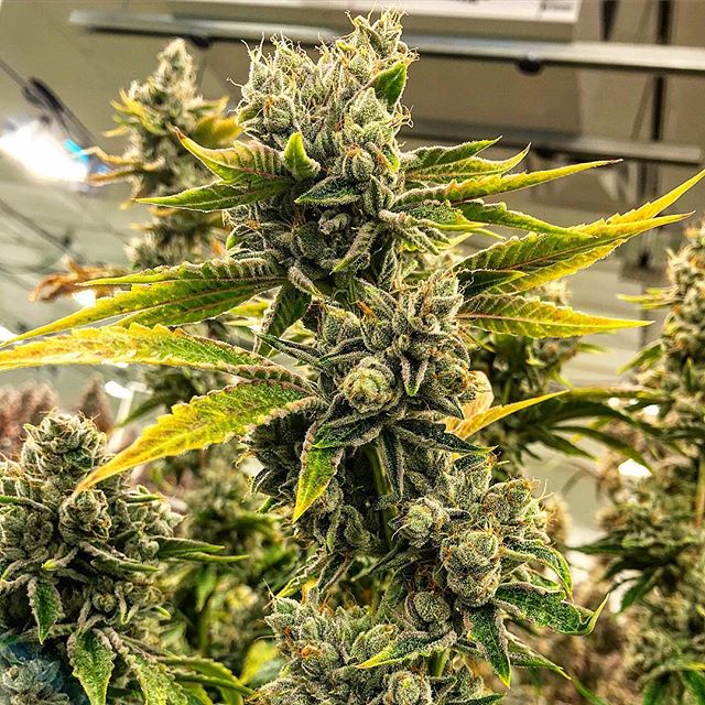 Shango Win Sivers "Airport" Website