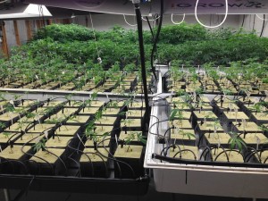 Trill Alternatives - MEDICAL Website