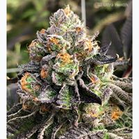 Ultra Health Albuquerque - Nob Hill Birdland Website