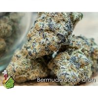 HOD Medical Marijuana Certification Center Website