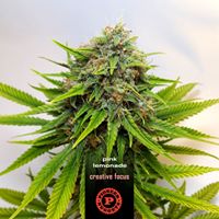 Pioneer Nuggets Website