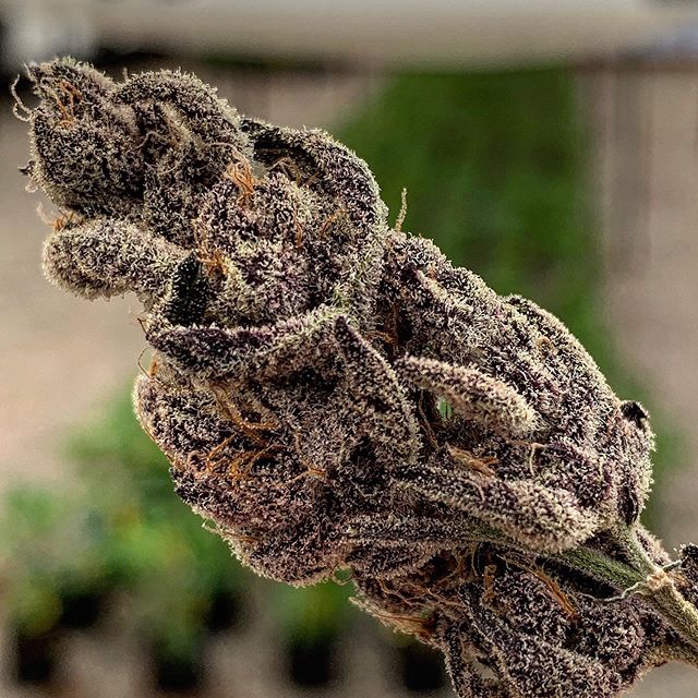 Spark1 - Bozeman Website