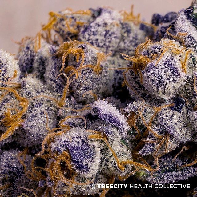 Treecity Health Collective Website