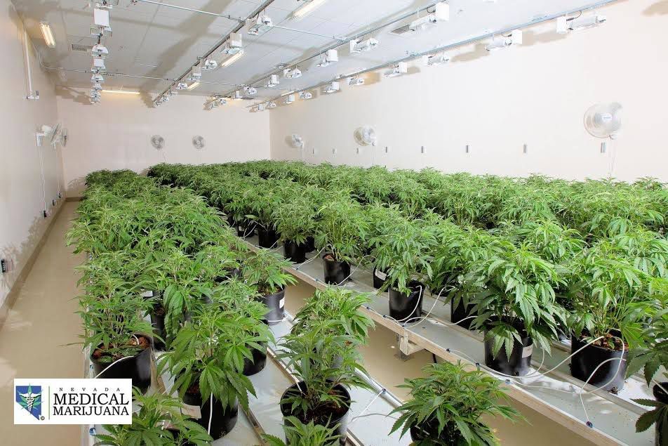 Nevada Made Marijuana - Laughlin Website