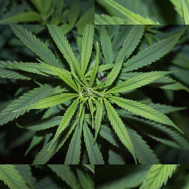 Apothca - Arlington Website