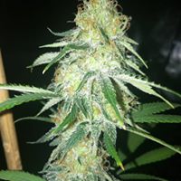 Majestic Gardens Website