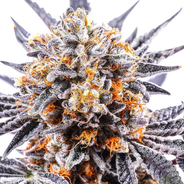 CANOPI - Downtown Website