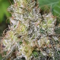 Majestic Gardens Website