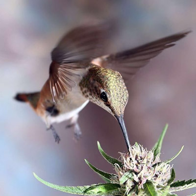 Level Up Powered by MedMen Website