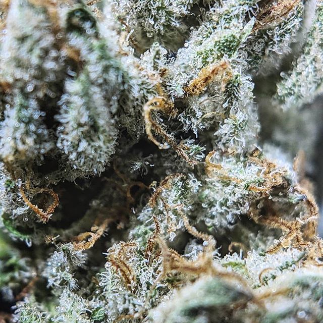 Mynt - North Reno Website