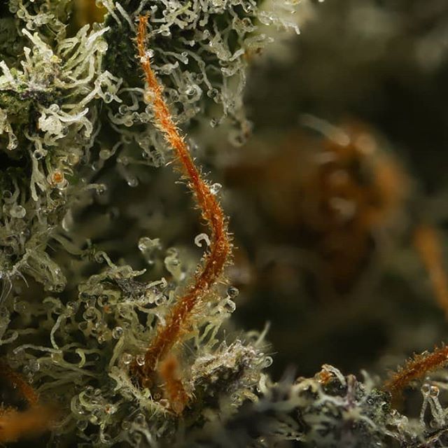 Fillabong - Silverdale Website