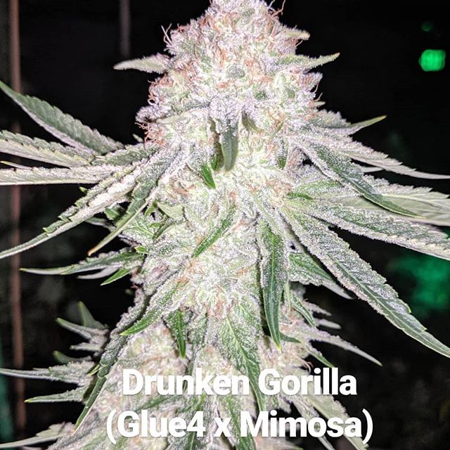 CannaBotica - Recreational Website