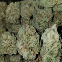 Alpha Alternative Solutions, LLC Website