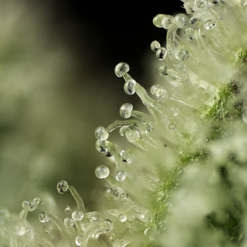 Pearl Pharma, Inc. Website