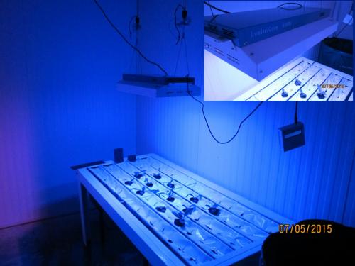 Lumini Technology Co.,Ltd Website