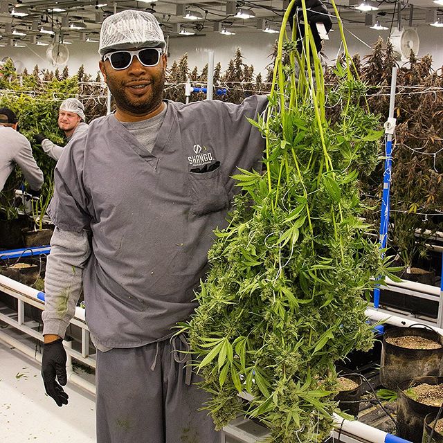 Shango Win Sivers "Airport" Website