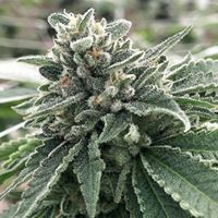 Ultra Health Albuquerque - Nob Hill Birdland Website