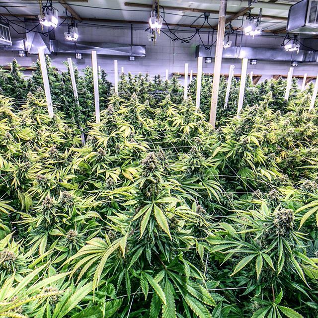 Diego Pellicer - Denver Website