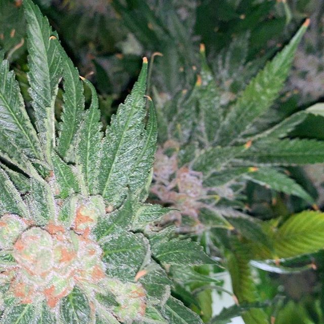 Three Rivers Dispensary Pueblo West Website