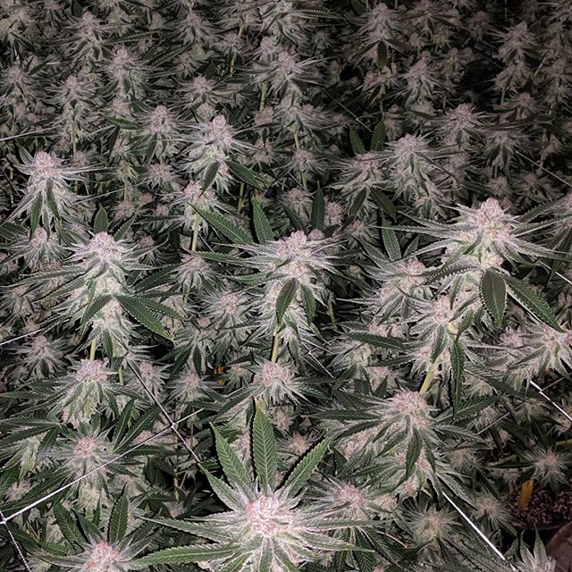 CannaBotica - Recreational Website