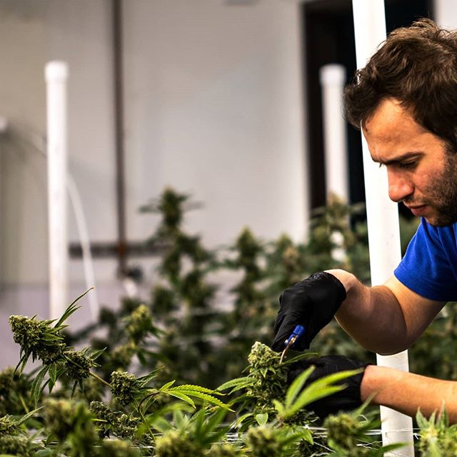 Urban Dispensary Website