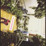 Wolf Pac Cannabis - Federal Blvd Website