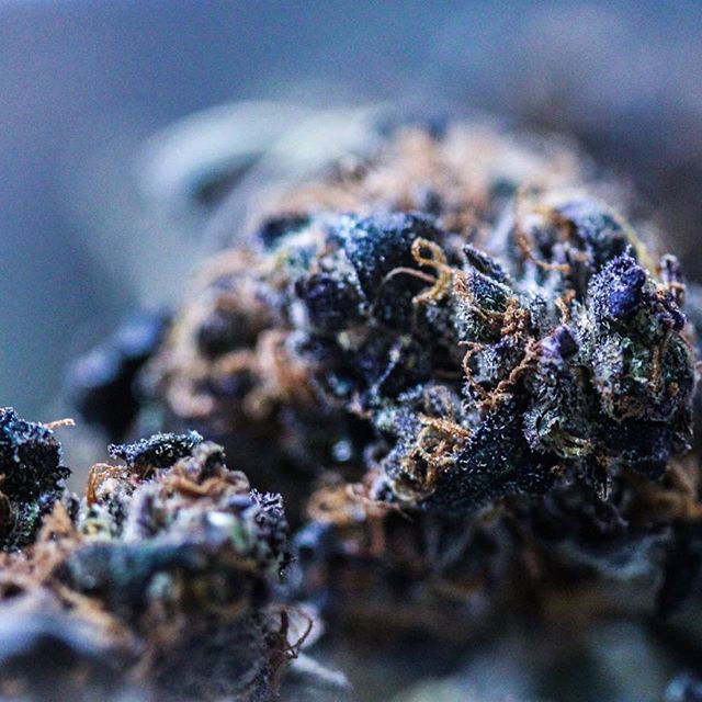 Medicine Man - Aurora Website