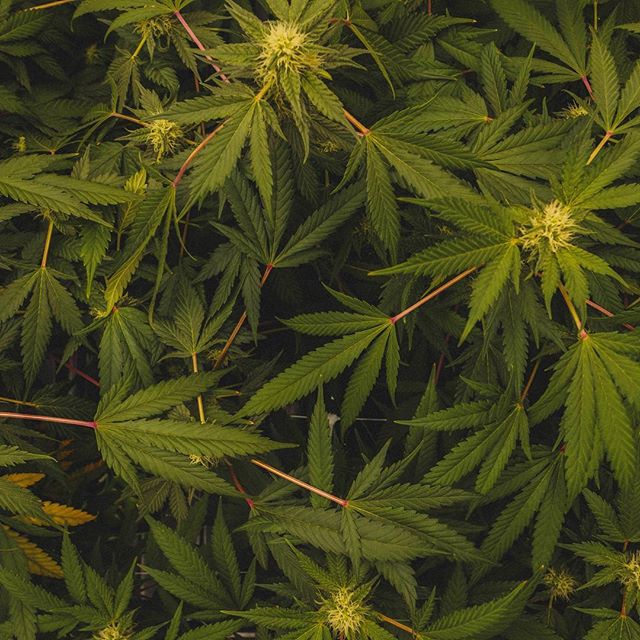 Cultivate Recreational Website