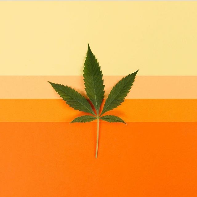 Starbuds Aurora Website