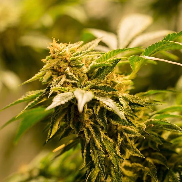 Levels - Denver Website