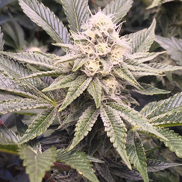 Lovelight Medicinals Website