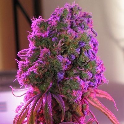 MMJDoctorOnline.com - Hayward Website