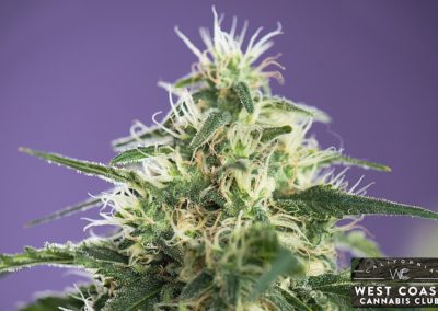 West Coast Cannabis Club - Palm Desert Website