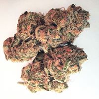 The Diamond Bonsai Website