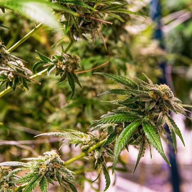 Levels - Denver Website