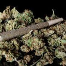 Great Alaskan Bud Company - GABCO Website