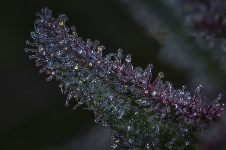 Plantae Bend Website