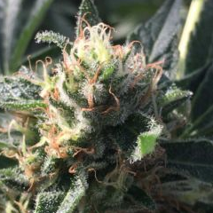 Ionization Labs Website