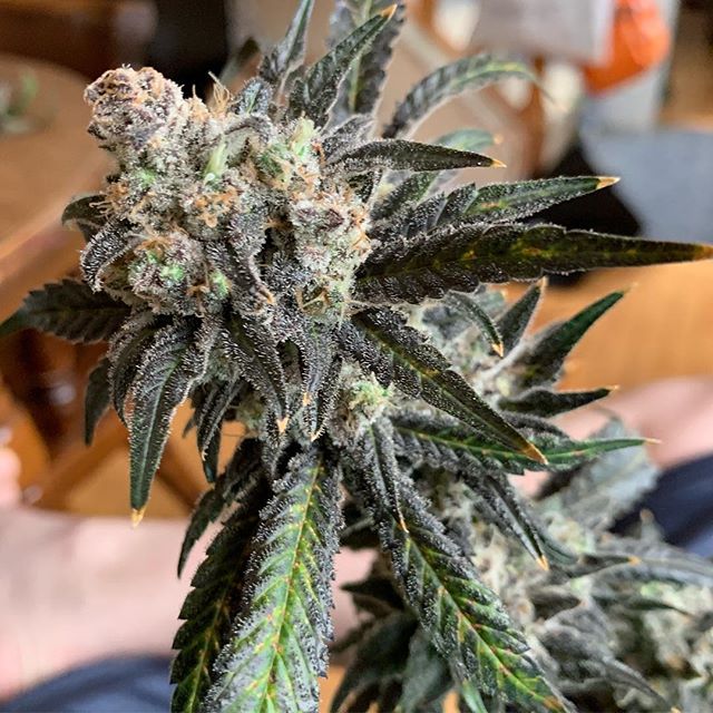 Better Buds of Maine Website