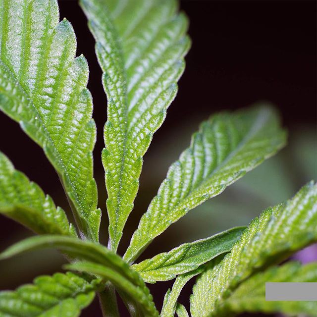 Apothca - Arlington Website