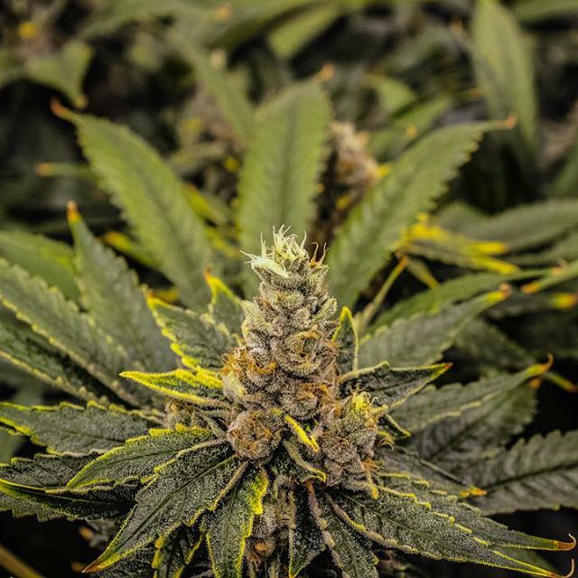 Three Rivers Dispensary Pueblo West Website