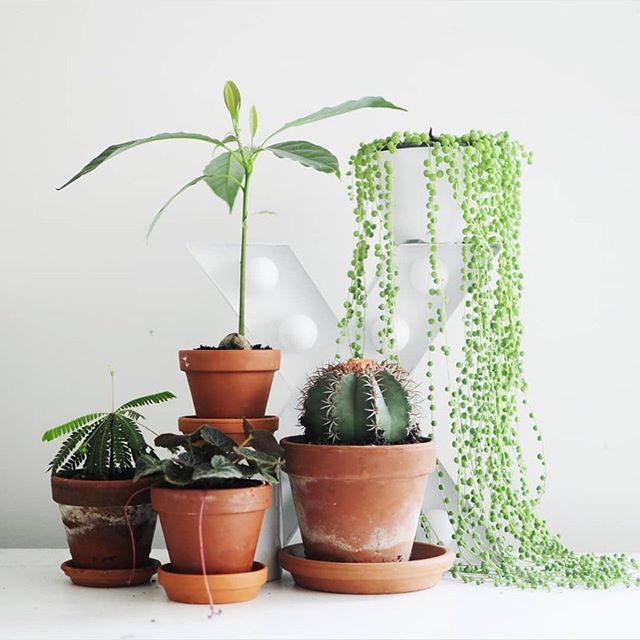 The Botanist - Middletow Website