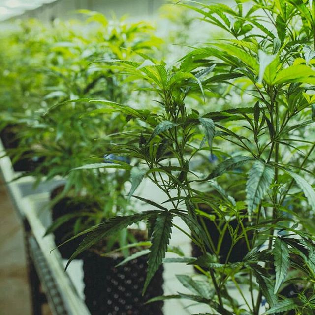 Oregon Bud Company - Beaverton Website